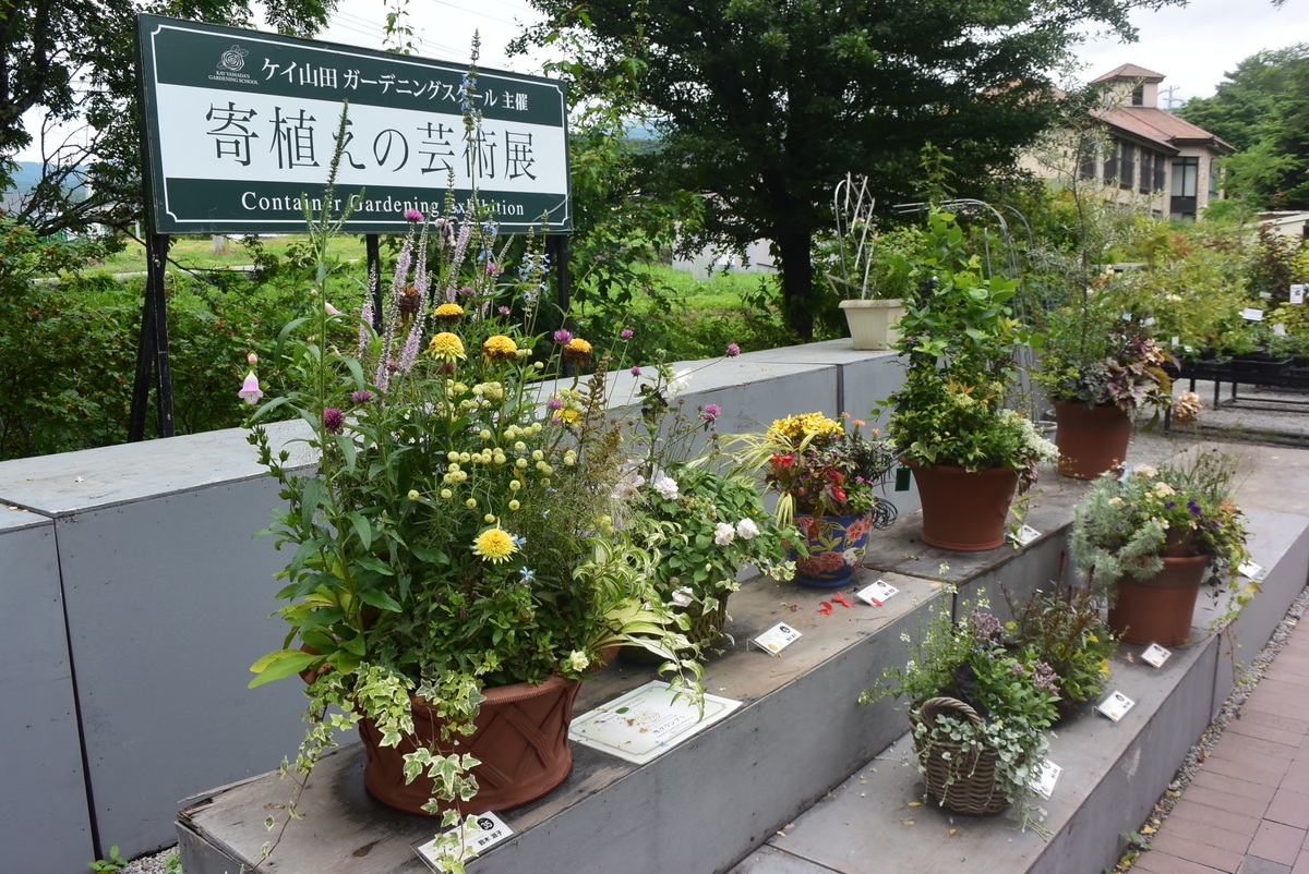 f:id:kiteretunobi:20200705125202j:plain