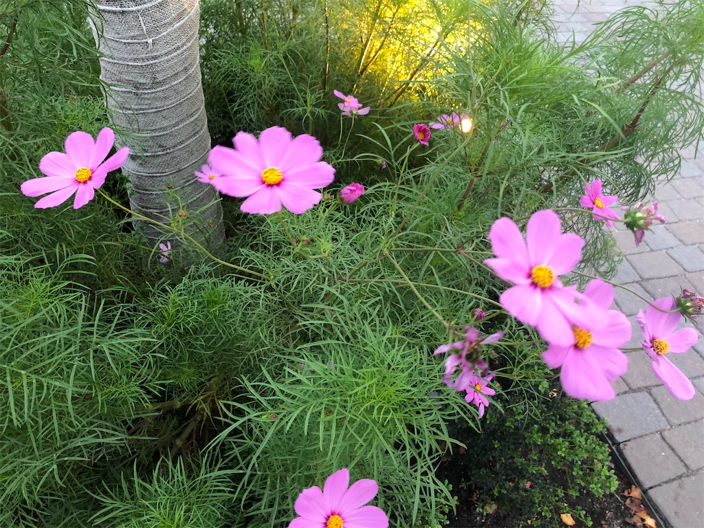 f:id:kitina:20210925213354j:image