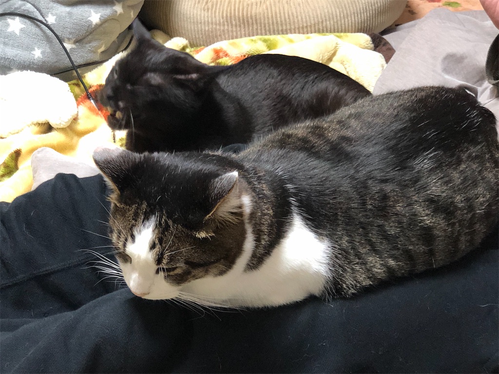 f:id:kitina:20211225205523j:image