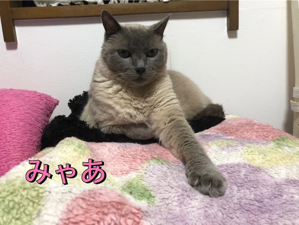 f:id:kitina:20241006211916j:image