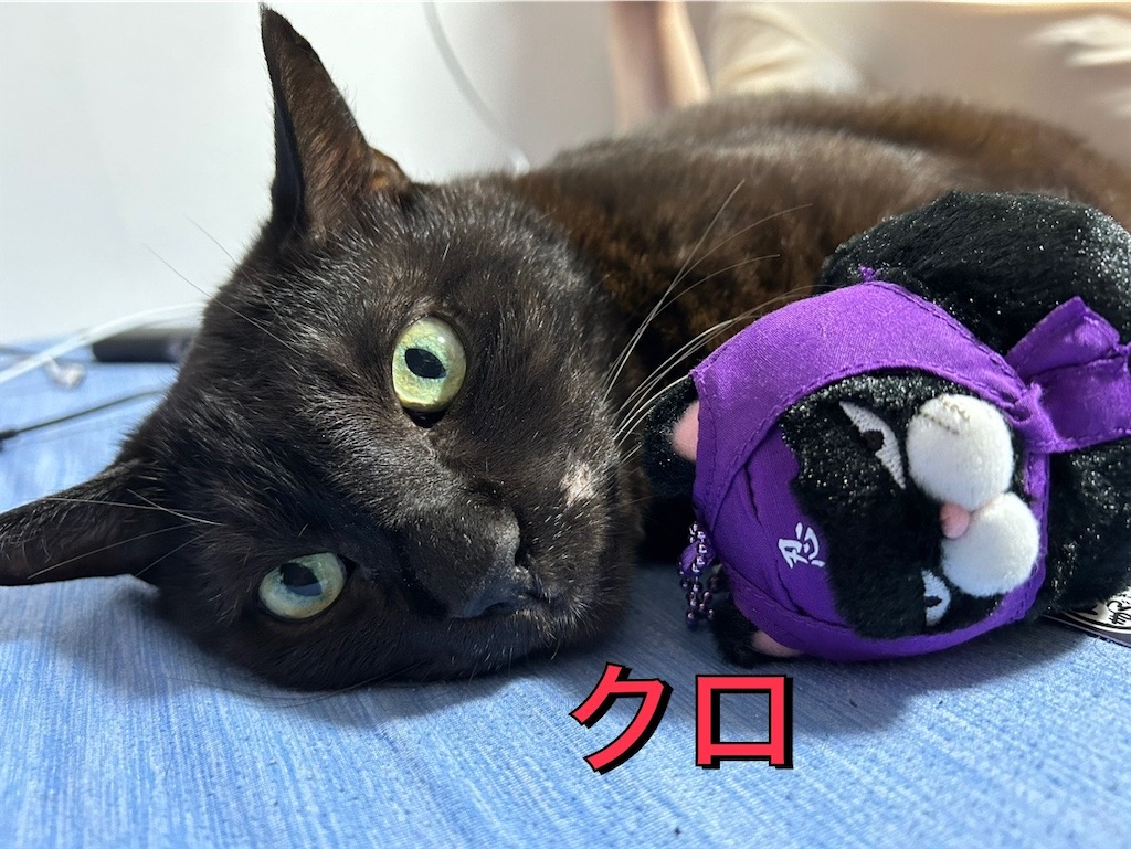 f:id:kitina:20241006211921j:image