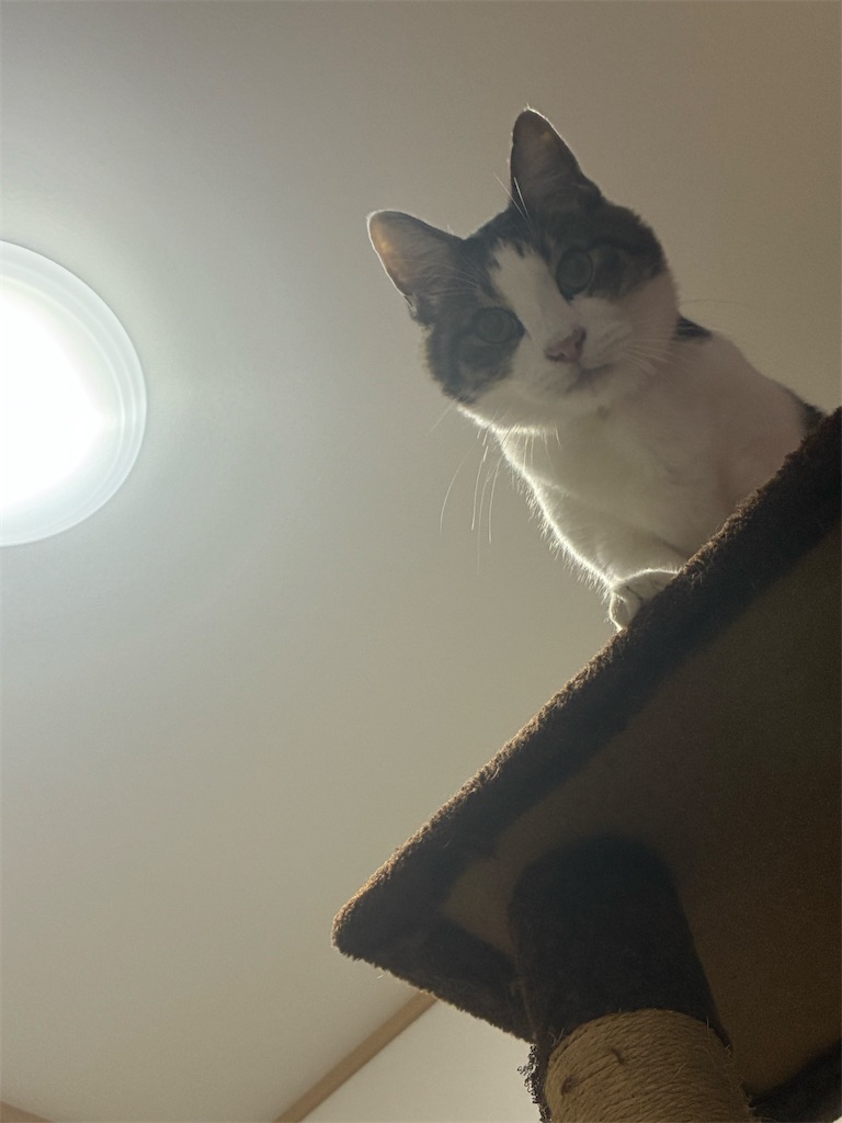 f:id:kitina:20251103200240j:image