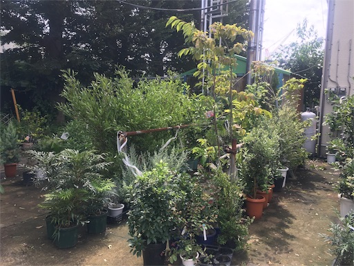 造園屋さんと植木屋さんに行って選ぶ Kitispace 固定概念にとらわれないシンプルで楽しい居心地の良い暮らし