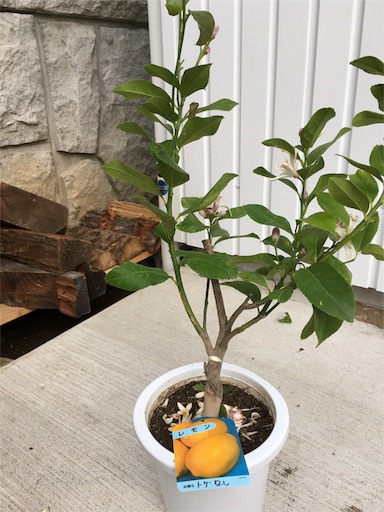 f:id:kitispace:20170522123929j:image