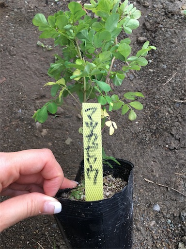 f:id:kitispace:20170522123952j:image