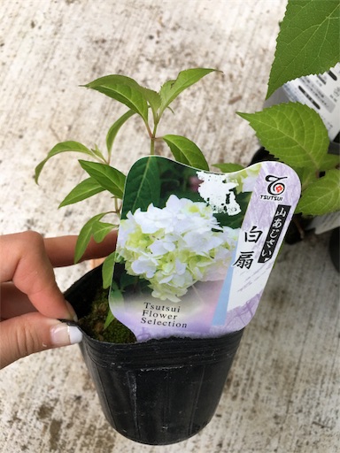 f:id:kitispace:20170522124100j:image