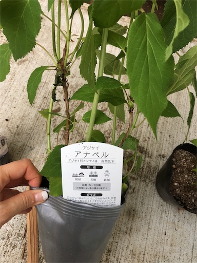 f:id:kitispace:20170522124122j:image