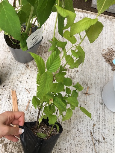 f:id:kitispace:20170522124138j:image