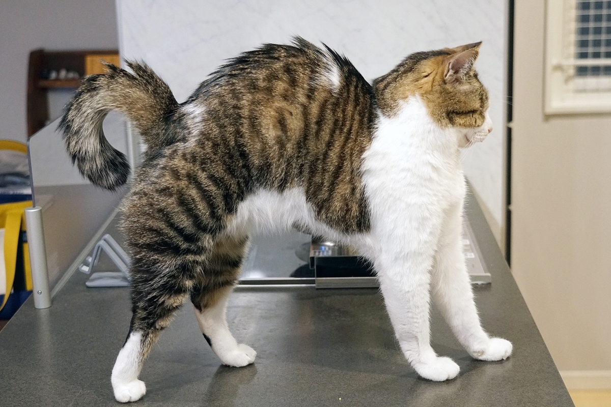 f:id:kitobee:20220102211802j:plain