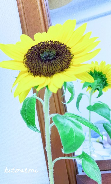 f:id:kitosemi:20200823014806j:image f:id:kitosemi:20200823014806j:image