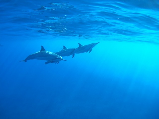 f:id:kitosemi:20200906005510j:image f:id:kitosemi:20200906005510j:image