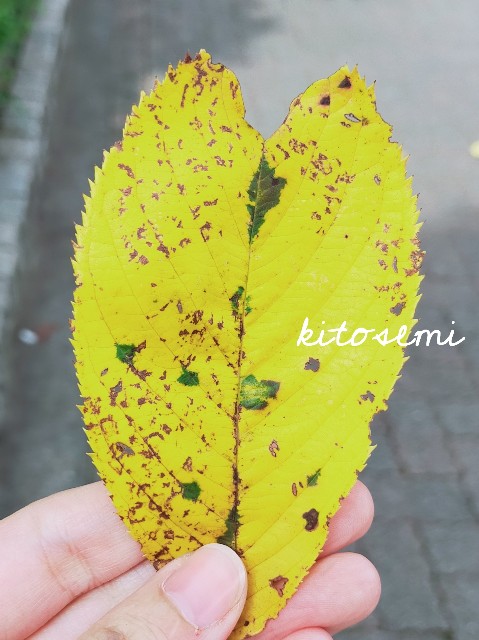 f:id:kitosemi:20200929143718j:image f:id:kitosemi:20200929143718j:image
