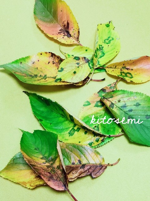 f:id:kitosemi:20200929143742j:image f:id:kitosemi:20200929143742j:image
