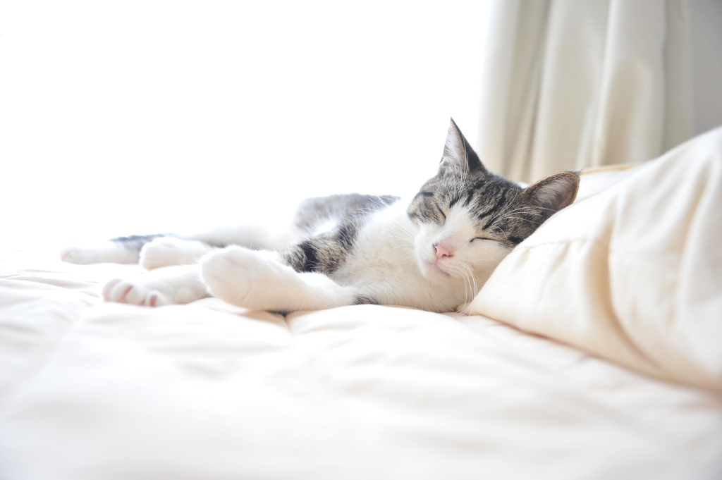 腎不全猫2年間での数値の変化 - 君に腎臓をあげたい。