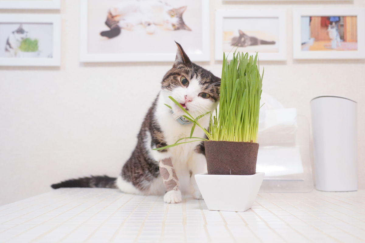 f:id:kitoururi:20190622112916j:plain