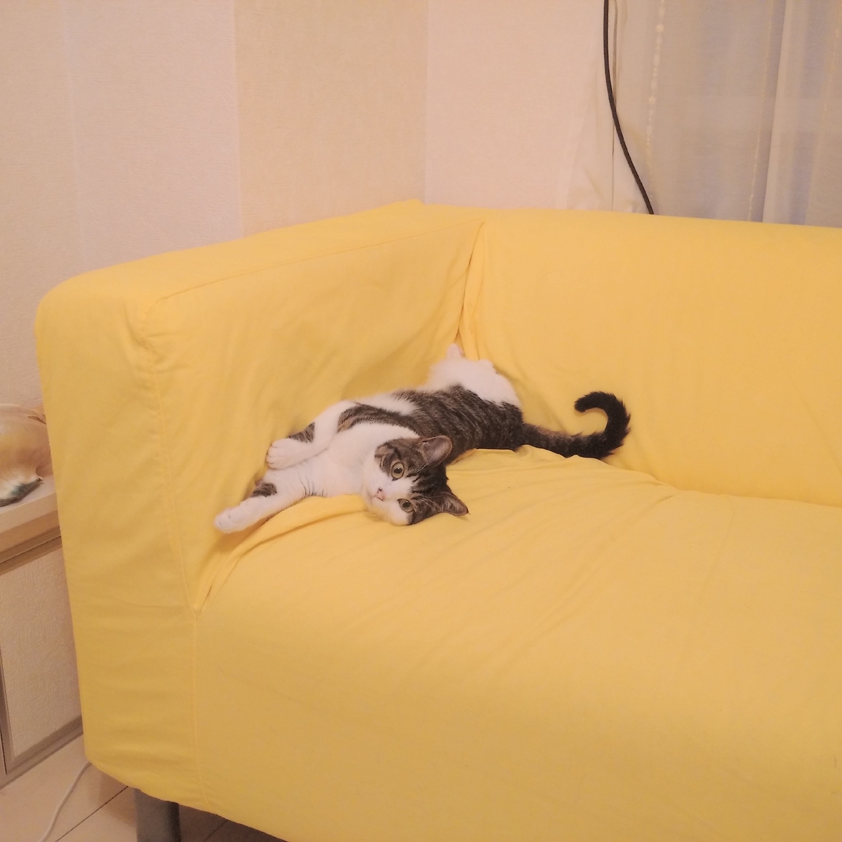 f:id:kitoururi:20190623231259j:plain