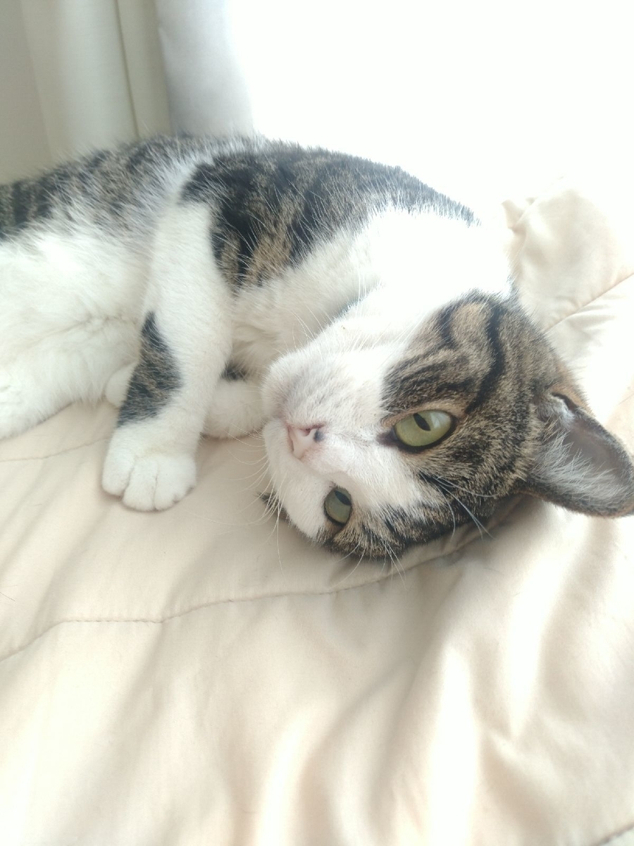 f:id:kitoururi:20190623231521j:plain