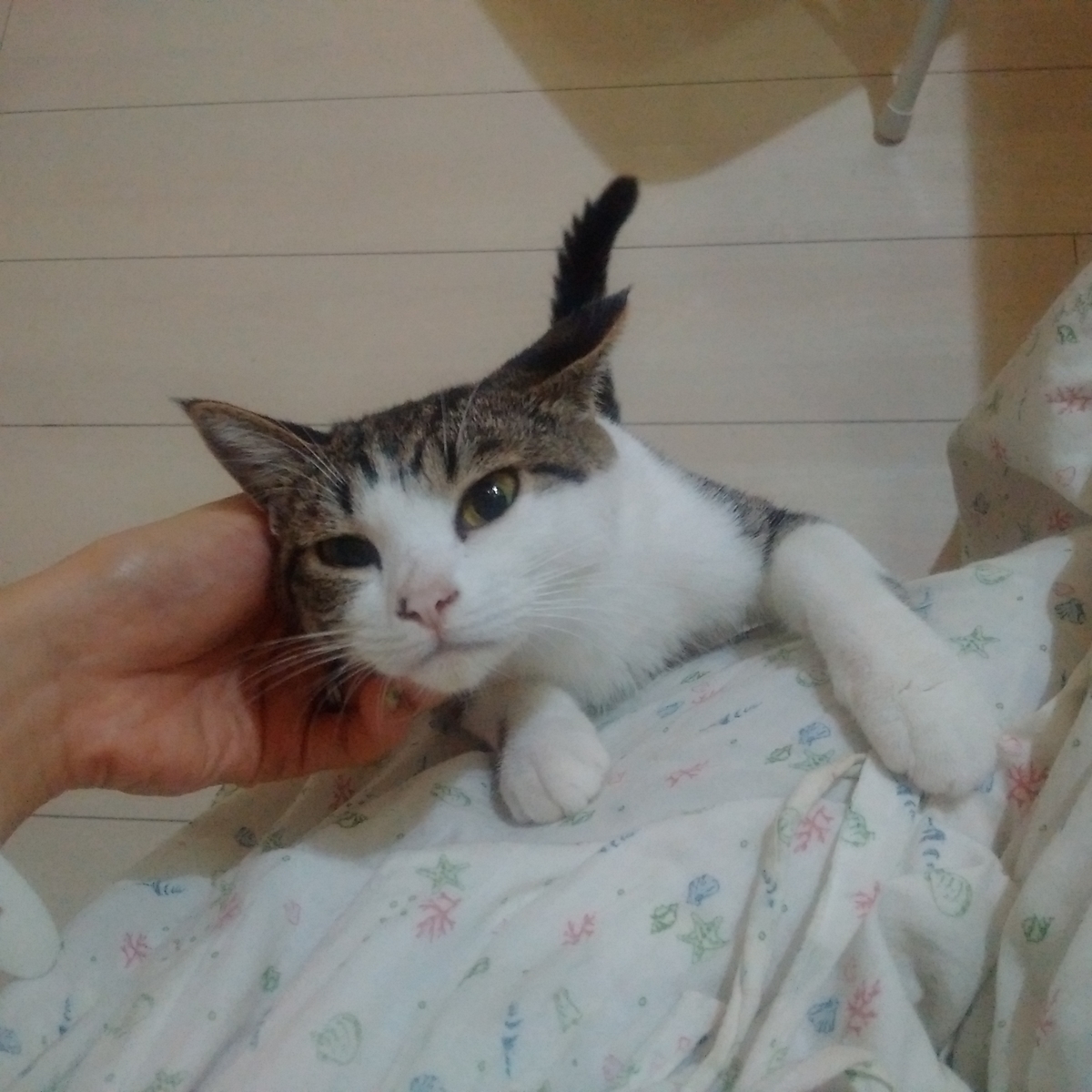 f:id:kitoururi:20190626003523j:plain