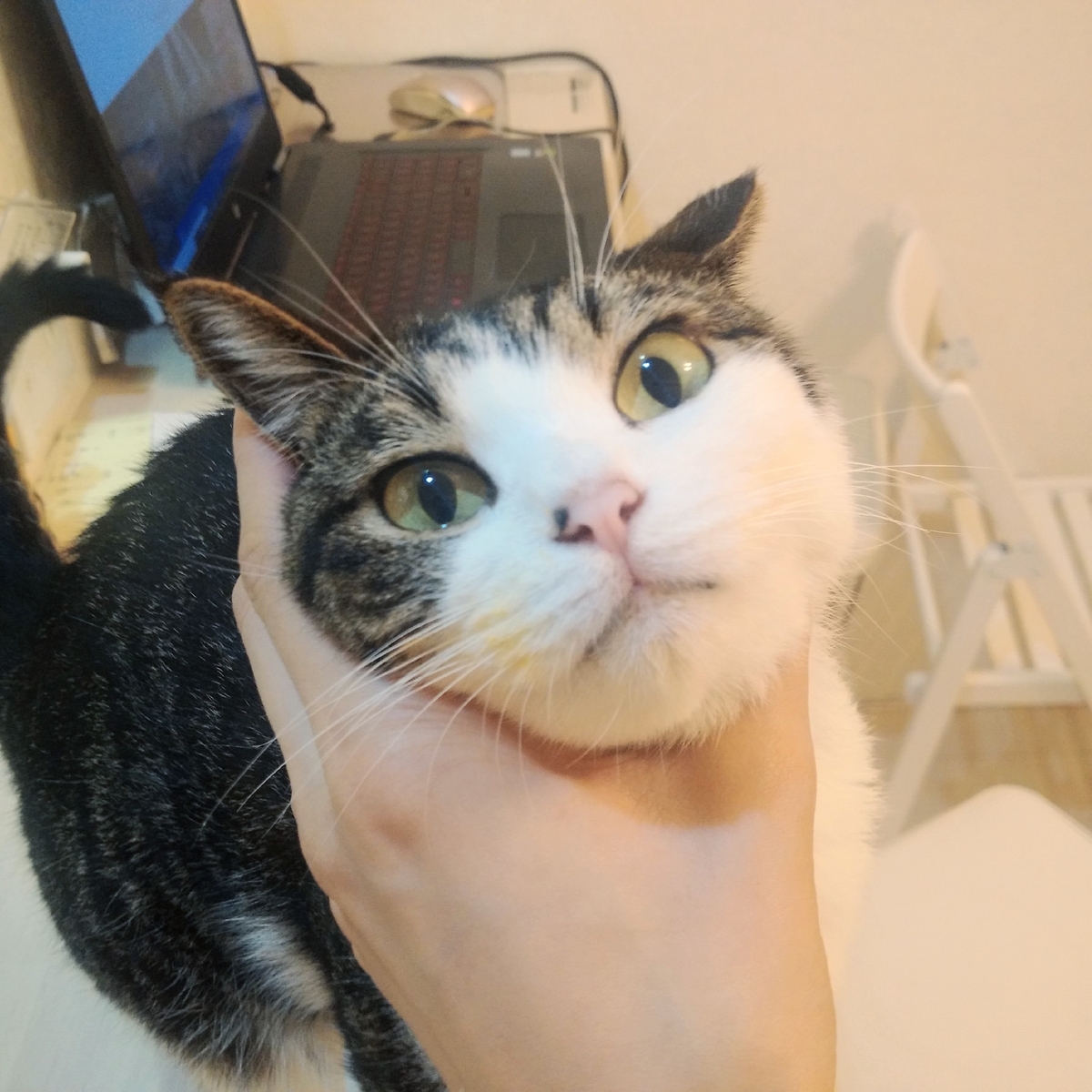 f:id:kitoururi:20190708170013j:plain