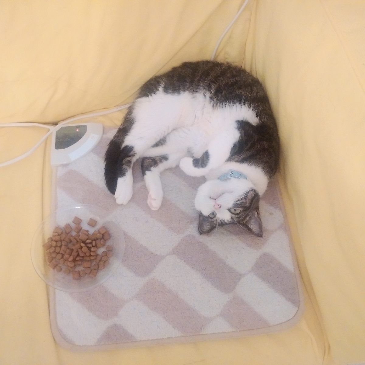 f:id:kitoururi:20190709114351j:plain
