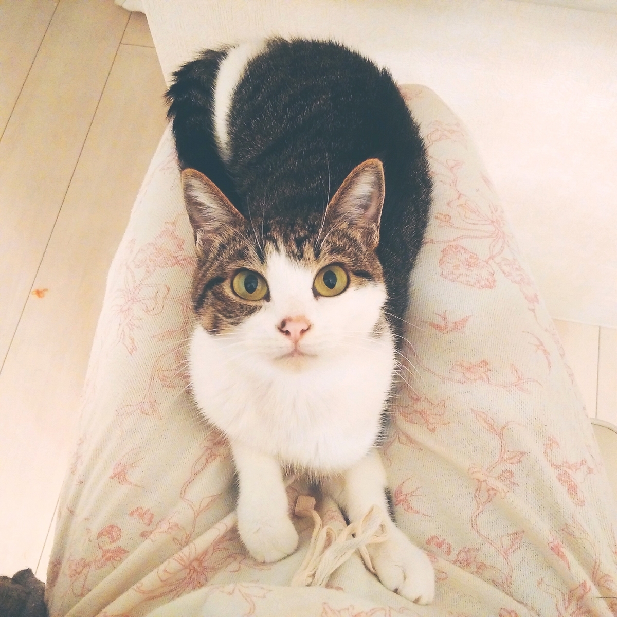 f:id:kitoururi:20190709144130j:plain