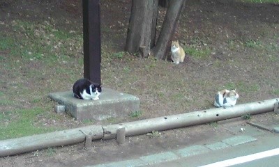 平塚公園のねこ 20101226