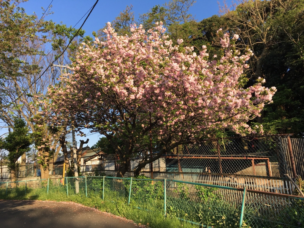 f:id:kitsuta23:20170423235157j:plain f:id:kitsuta23:20170423235157j:plain