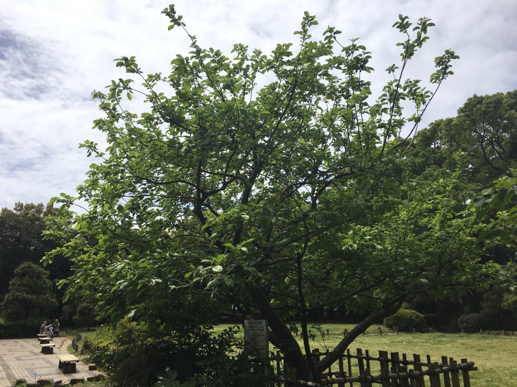 f:id:kitsuta23:20170505160330j:plain f:id:kitsuta23:20170505160330j:plain