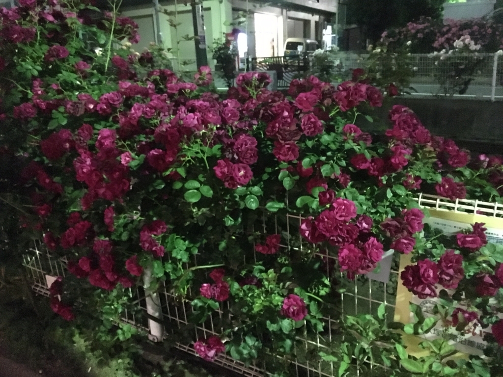 f:id:kitsuta23:20170531213746j:plain f:id:kitsuta23:20170531213746j:plain