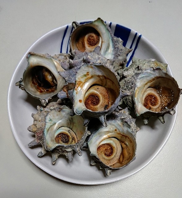 f:id:kittokito:20191217121117j:image