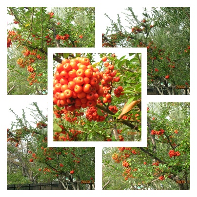 f:id:kitukemeijin:20091119124544j:image f:id:kitukemeijin:20091119124544j:image
