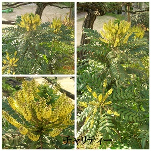 f:id:kitukemeijin:20100210173040j:image f:id:kitukemeijin:20100210173040j:image