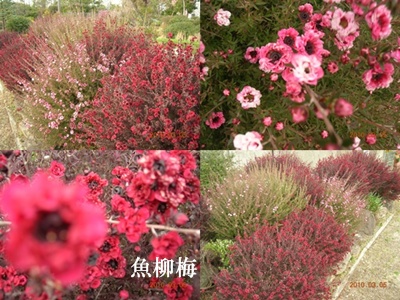 f:id:kitukemeijin:20100309202322j:image