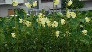 f:id:kitukemeijin:20100920150249j:image