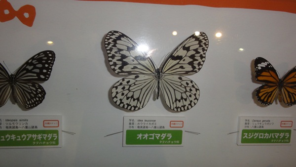 f:id:kitukemeijin:20111019121858j:image