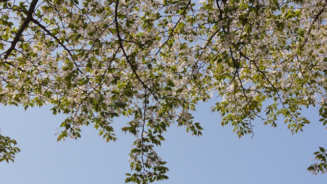 f:id:kitukemeijin:20120424153726j:image