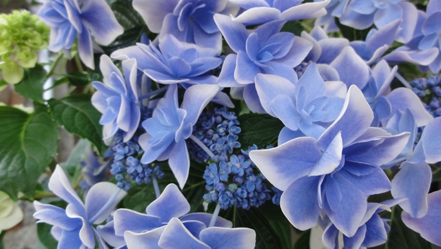 f:id:kitukemeijin:20120626145005j:image