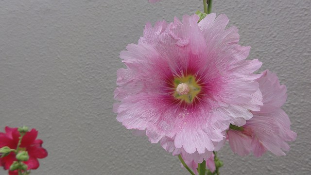 f:id:kitukemeijin:20120707091647j:image
