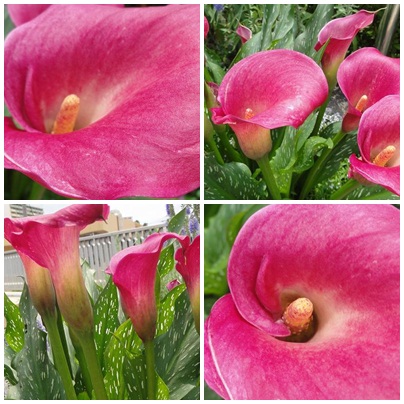 f:id:kitukemeijin:20120708090854j:image f:id:kitukemeijin:20120708090854j:image