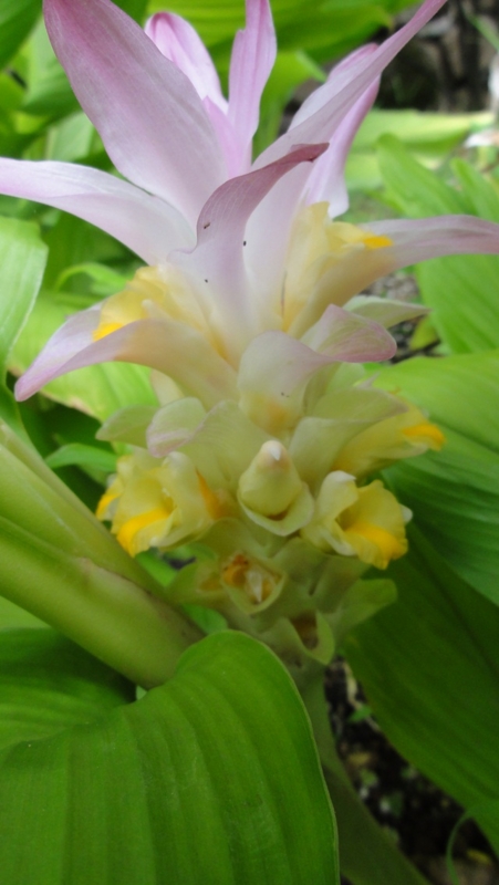 f:id:kitukemeijin:20120829112539j:image