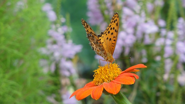 f:id:kitukemeijin:20120915085318j:image