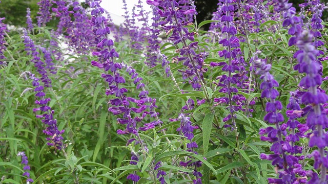 f:id:kitukemeijin:20120920072833j:image f:id:kitukemeijin:20120920072833j:image