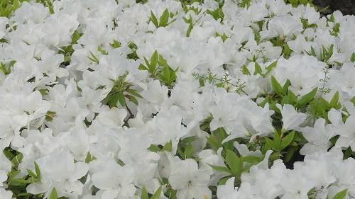 f:id:kitukemeijin:20130504073801j:image f:id:kitukemeijin:20130504073801j:image