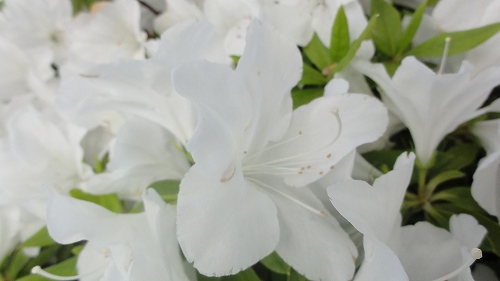 f:id:kitukemeijin:20130505080715j:image f:id:kitukemeijin:20130505080715j:image