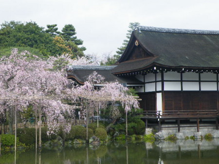 Kituno 桜 - 嗣永桃子さんと伴に きつの日記