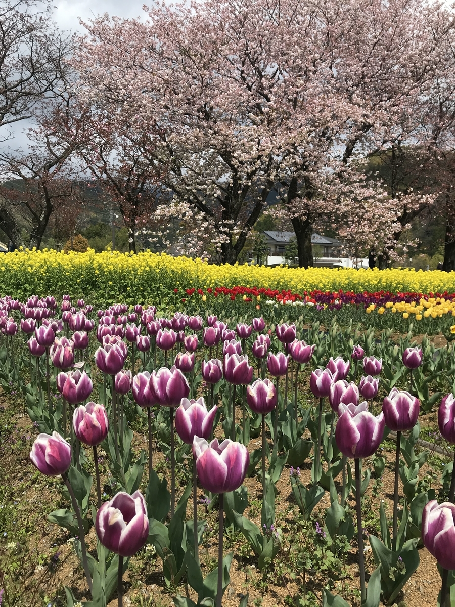 全国統一小学生テストを臨海セミナーで申し込みしました 小学1年生の娘の話 私とアルの365日
