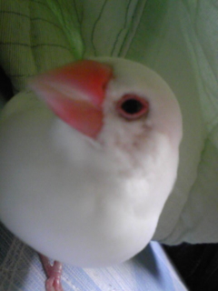 f:id:kiwa_irie:20140808213900j:image