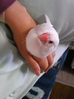 f:id:kiwa_irie:20141030105000j:image