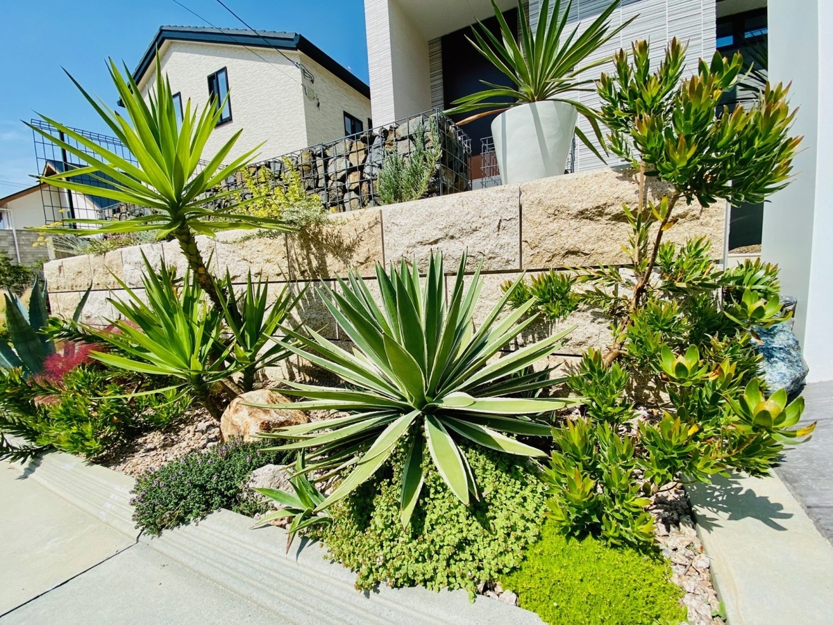 ⚠️大きめ＆根付き⚠️2023年 ドライガーデン特別SET‼️‼️ ドライガーデン - 極kiwami