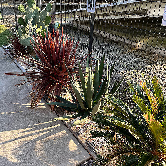 ドライガーデン - 極kiwami